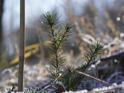 Gemeinsame Pflanzaktion